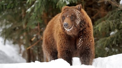 12 ведмедів залягли у зимову сплячку у Реабілітаційному центрі на Закарпатті