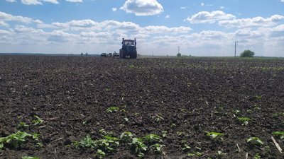 На Кіровоградщині ціни на овочі зросли у півтора рази. Чому так і чи буде здешевлення На Кіровоградщині ціни на овочі зросли у півтора рази. Чому так і чи буде здешевлення