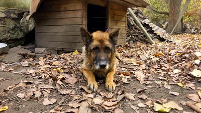 Кропивницька школярка доглядає за онкохворою собакою Кропивницька школярка доглядає за онкохворою собакою