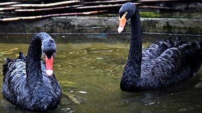 У Київському зоопарку очікують на поповнення чорних лебедів У Київському зоопарку очікують на поповнення чорних лебедів
