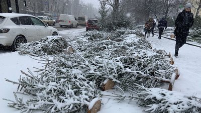 Столична екоінспекція проводить рейд по ялинкових ярмарках Столична екоінспекція проводить рейд по ялинкових ярмарках
