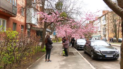 У Вінниці зацвіла алея сакур У Вінниці зацвіла алея сакур