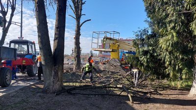У місті на Волині комунальники розпочали планову обрізку та кронування дерев У місті на Волині комунальники розпочали планову обрізку та кронування дерев