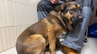 Врятований собака у ветклініці