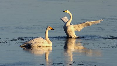 На Черкащину прилетіли троє червонокнижних лебедів На Черкащину прилетіли троє червонокнижних лебедів