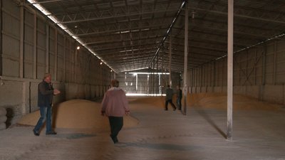 посівна кукурудзи