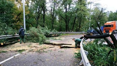 На Закарпатті буревій повалив дерева на автошляхи
