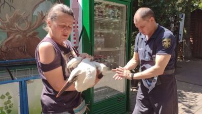 Заплутався у мотузці: волинські рятувальники визволили лелеку Заплутався у мотузці: волинські рятувальники визволили лелеку