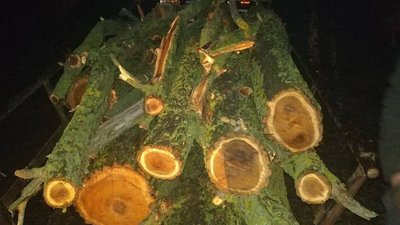 На Херсонщині затримали лісового браконьєра