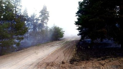 На Миколаївщині горить хвойний ліс На Миколаївщині горить хвойний ліс
