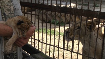 У Хмельницькому народилося левеня