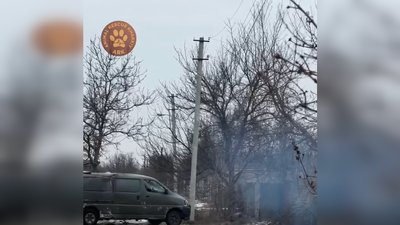 Цуценята, яких евакуювала організація порятунку тварин
