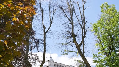 Аварійні дерева у Хмельницькому