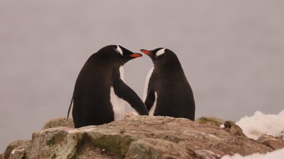 Українські полярники до Дня святого Валентина показали &quot;закоханих пінгвінів&quot;