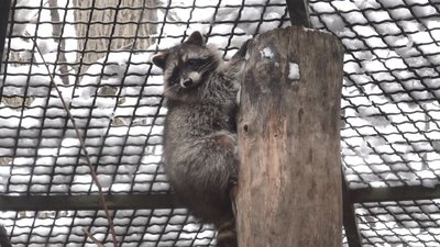 Посилений режим харчування: як взимку годують тварин у черкаському зоопарку Посилений режим харчування: як взимку годують тварин у черкаському зоопарку