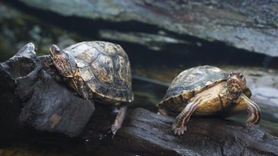 Грифові, зірчасті та вугільні: у Вінницю із Харкова привезли виставку черепах Грифові, зірчасті та вугільні: у Вінницю із Харкова привезли виставку черепах