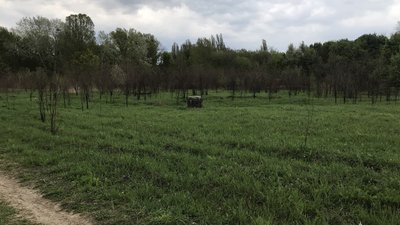 "Забрали в душогубку": під час німецької окупації у Полтаві розстріляли до 30 тисяч людей