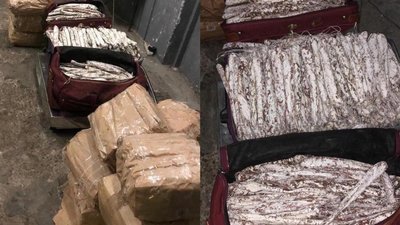 Львівські митники знайшли в мікроавтобусі 250 кг незадекларованої ковбаси