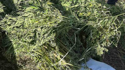 На Житомирщині поліцейські зупинили мотоцикліста з шістьма мішками коноплі