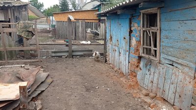 "Гусей стадо повністю розбило. Десять штук" - мешканці села Павліка на Сумщині про обстріли села "Гусей стадо повністю розбило. Десять штук" - мешканці села Павліка на Сумщині про обстріли села
