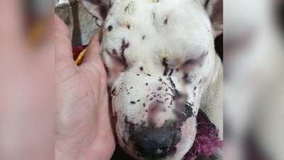У Шполі стріляли в собаку