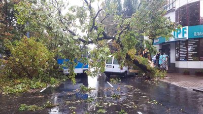 Через зливу та сильний вітер у Вінниці на тролейбус та два авто впало дерево