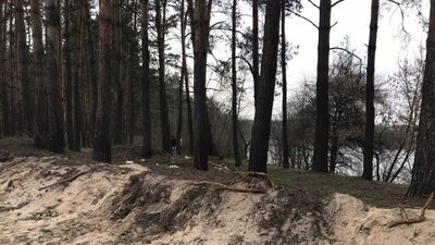 "Шукають всі, в кого ноги є": на Рівненщині старенька зникла в лісі