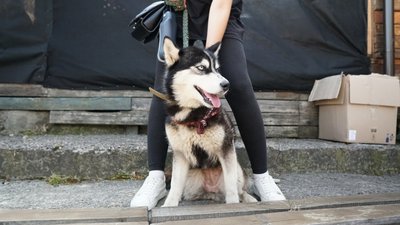 У Сумах відбувся фестиваль "Друг з притулку": домівку шукали близько ста тварин У Сумах відбувся фестиваль "Друг з притулку": домівку шукали близько ста тварин