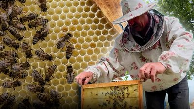 Пасічник на пасіці на прикордонні Чернігівщини розповідає, чи буде мед