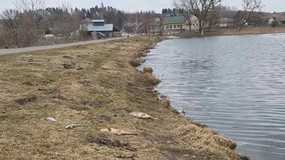 Риба, загибель риби, 20 березня 2026, Тернопіль