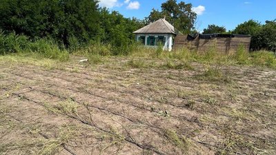 На Черкащині виявили масштабну плантацію коноплі На Черкащині виявили масштабну плантацію коноплі