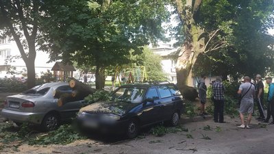 У Рівному дерево побило машини. Комунальник радить звертатись в суд