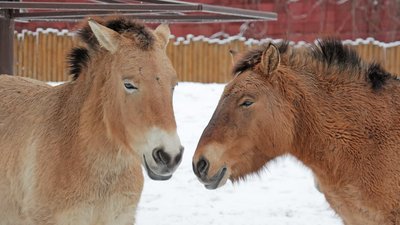 Київський зоопарк знизив ціни на час локдауну Київський зоопарк знизив ціни на час локдауну