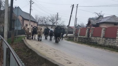 Худоба без припону ходить селищем Худоба без припону ходить селищем