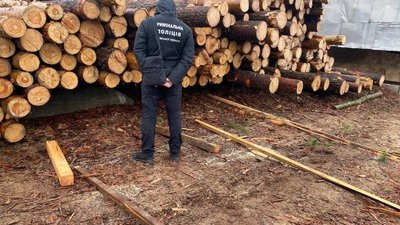Вирубав дерев на понад 500 тис. грн: прокуратура притягнула до відповідальності лісокористувача