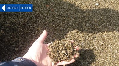 На Чернігівщині гинуть бджоли
