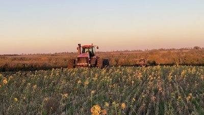 Гречка, просо та кукурудза: яку кількість врожаю зібрали аграрії Харківщини