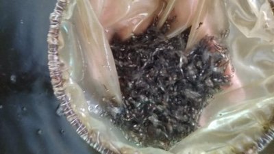 Більше 600 тисяч мальків судака випустили у Каховське водосховище