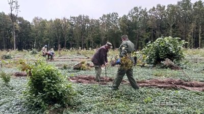 Прикарпатці долучилися до всеукраїнської акції "Мільйон дерев за добу" Прикарпатці долучилися до всеукраїнської акції "Мільйон дерев за добу"