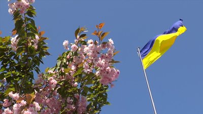 У центрі Миколаєва продовжують квітнути сакури У центрі Миколаєва продовжують квітнути сакури