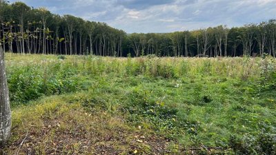 тернопіль, ліс, вирубали дерева, 2 січня 2026 року