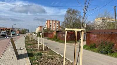 В Ужгороді посадили 30 дубів та 50 платанів В Ужгороді посадили 30 дубів та 50 платанів