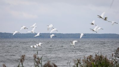 Птахи на водоймі-охолоджувачі поблизу Хмельницької АЕС