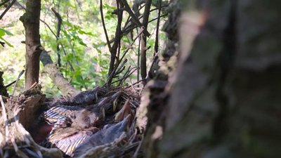 Ветеран АТО з Тернопільщини своїми фотографіями проілюстрував книжку про пташок