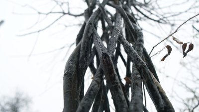 "Потрібно 24 прутики": на Вінниччині чоловік плете декоративні дерева із вербових гілок "Потрібно 24 прутики": на Вінниччині чоловік плете декоративні дерева із вербових гілок