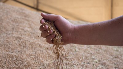 Яка вартість сільськогосподарської продукції на Рівненщині та що впливає на ціну