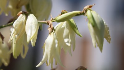Літня спека і сильний вітер. Якою буде погода на Херсонщині 26 червня