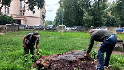 2,8 млн грн збитків: в Ужгороді біля будівлі ОВА виявили вирубку дерев