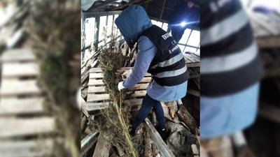 Поліцейські вилучили в жителя Чернігівщині три кілограми конопель