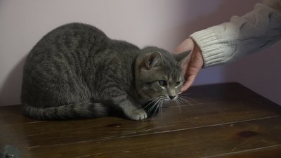 котокафе у Запоріжжі, тварини з прифронтових територій, допомога тваринам котокафе у Запоріжжі, тварини з прифронтових територій, допомога тваринам